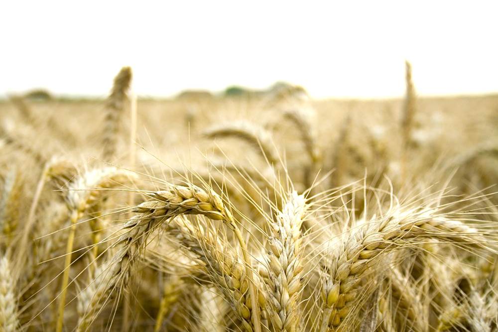 APIA: producătorii agricoli din sectorul cereale primesc sprijin financiar de peste 99 milioane lei.